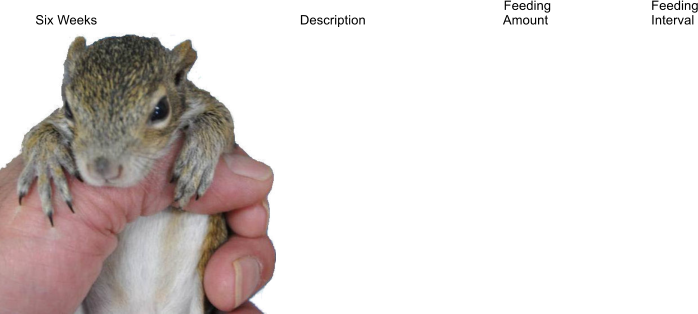 newborn baby squirrel age chart pictures